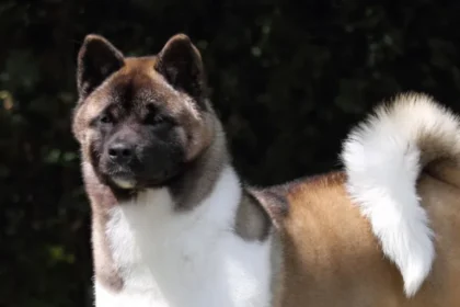 cropped-Akita-dog-Japan